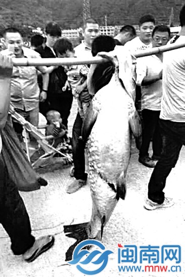 浙江臺州水庫泄洪，有人撈到近一人高的大魚