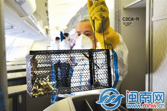 廈門機場局在航空器上捕獲一窩幼鼠