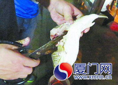 宰殺一條河豚魚不到兩分鐘