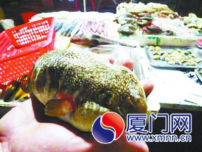 這條河豚魚開價50元