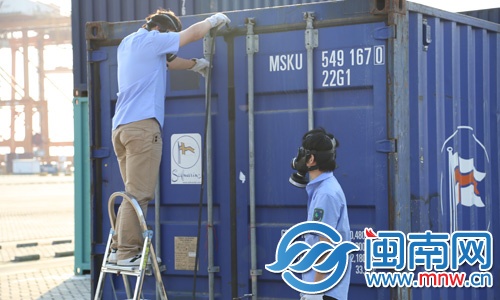 除害處理人員戴著防毒面具，把劇毒氣體注入集裝箱