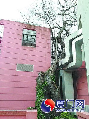 鼓浪嶼音樂廳后面的417歲老榕樹。