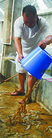 撈起的死蝦個頭都很大