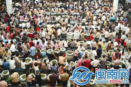 今年安溪鐵觀音秋茶產(chǎn)銷兩旺,喜煞茶農(nóng)