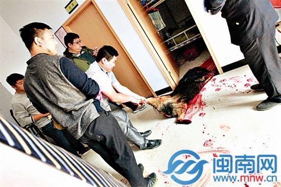 執(zhí)法局工作人員將被擊斃的藏獒從房間內(nèi)拉出