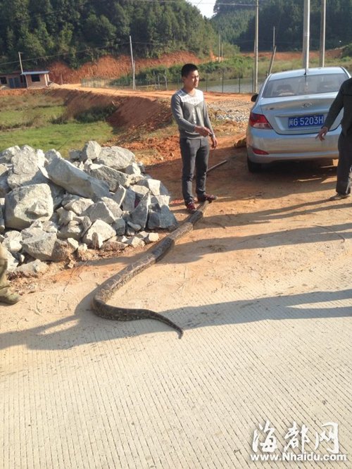三明沙縣:三米多長(zhǎng)的大蟒蛇省道上曬太陽(yáng)