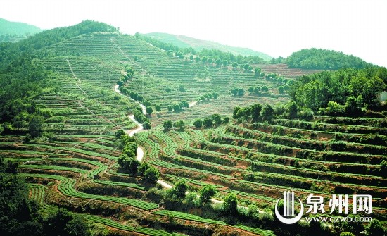 皇旗尖生態(tài)茶園