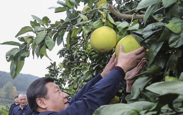 習(xí)近平赴湘西調(diào)研 現(xiàn)場(chǎng)摘柚子(圖)
