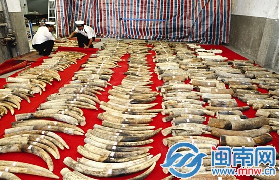 廈門海關(guān)正在清點(diǎn)查獲的大批走私象牙