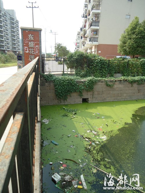 福州花整治內河一條花2個億 景觀美但水質依然差2