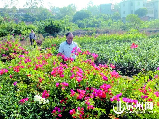 老杜照看著地里的三角梅