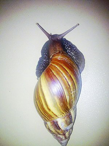 非洲大蝸牛是外來入侵物種。