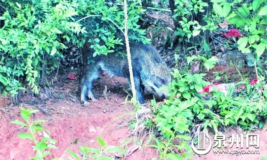 天湖邊上發(fā)現(xiàn)的野豬