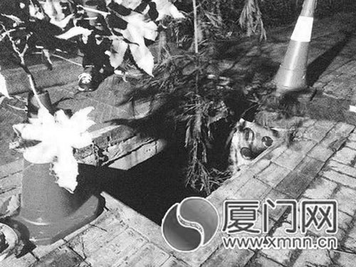 樹(shù)葉遮擋窨井2