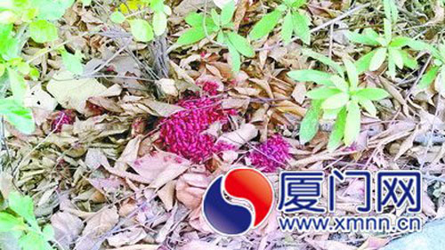 蟲子像枸杞扎堆綠化帶