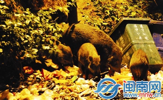 一大四小5只野豬從樹(shù)林中走出來(lái)