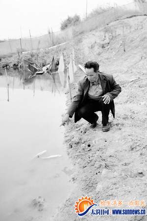 老陳養(yǎng)的鱸魚