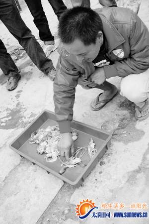 另一位養(yǎng)殖戶的章魚也未幸免