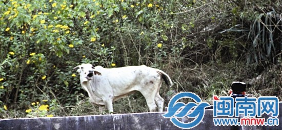 民警連發(fā)4彈，才將牛擊斃