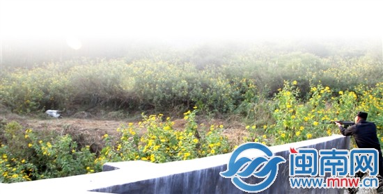 被車連撞兩次后，牛踱到附近一安息堂，最終被民警擊斃