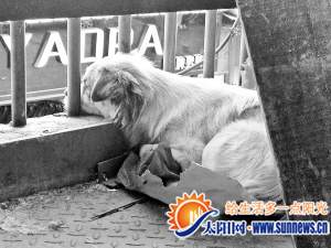 主人三個月前離開后，這只小狗天天盼其歸