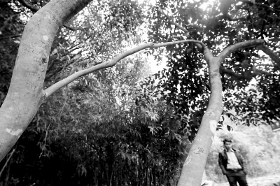 南安向陽五臺(tái)樂山現(xiàn)“連理枝”