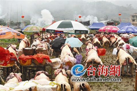 百頭生豬大獻(xiàn)祭