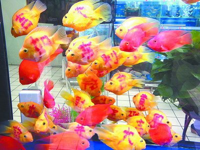 金魚竟然“被紋身”