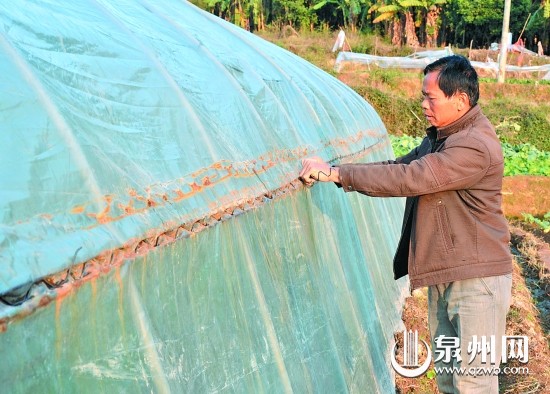 南塘村菜農(nóng)在田間加固和修補(bǔ)大棚