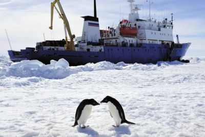 兩只企鵝在“紹卡利斯基院士”號(hào)前“親吻”