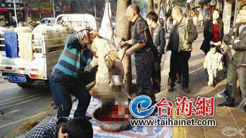 一刀一刀將羊的肚子剖開