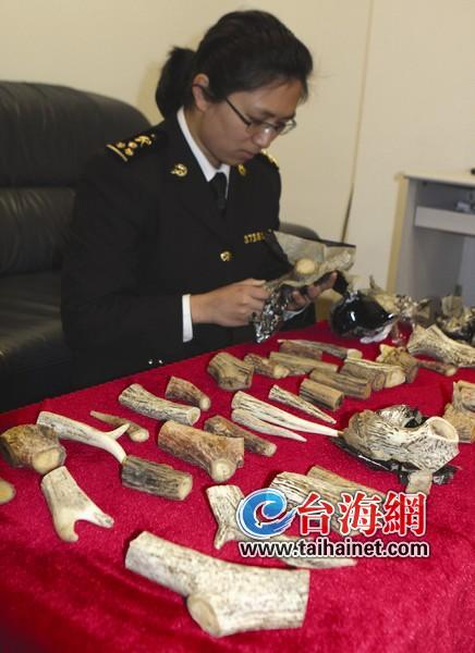 查獲南美澤鹿鹿角3522克