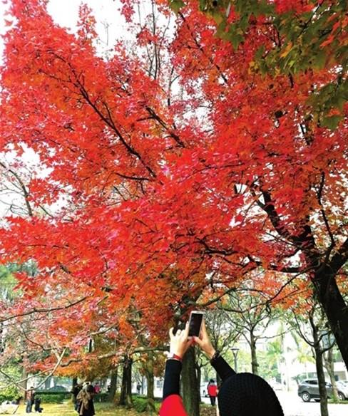 福大老校園片片楓葉情1