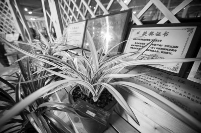 蘭花文化節(jié)上展出的蘭花