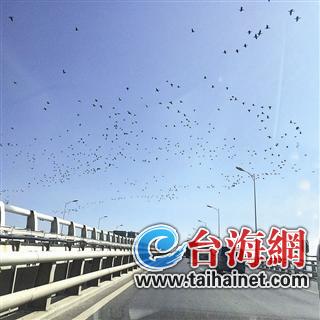 集美大橋上空現(xiàn)大群飛鳥