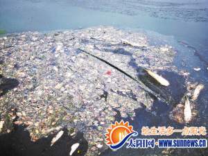 水面漂浮著各種動物內(nèi)臟。