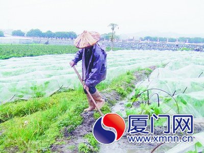 雨中疏通瓜地的水渠