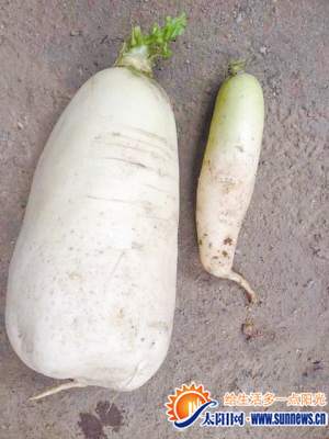 重達(dá)近30斤的蘿卜