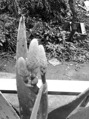 蘆薈也能開(kāi)花