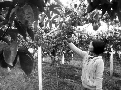 黃柳紅種植的百香果又將開(kāi)始收獲