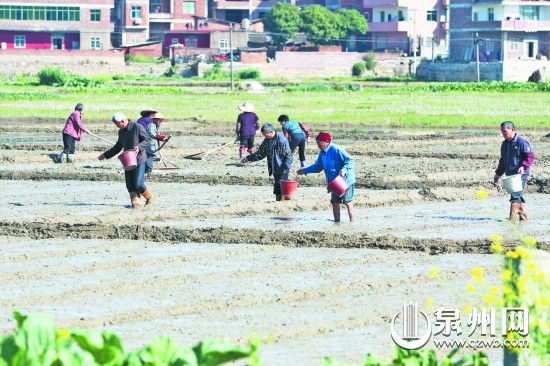 農(nóng)民朋友正忙著平整秧田、播種育秧