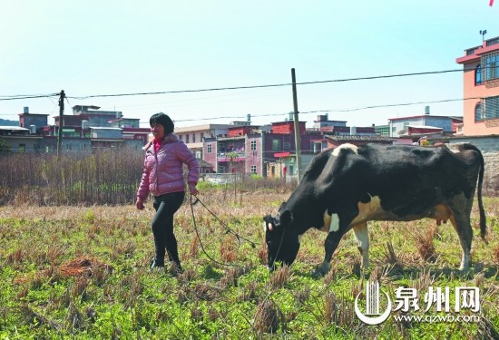 黃秀卿多年來靠擠牛奶撐起家