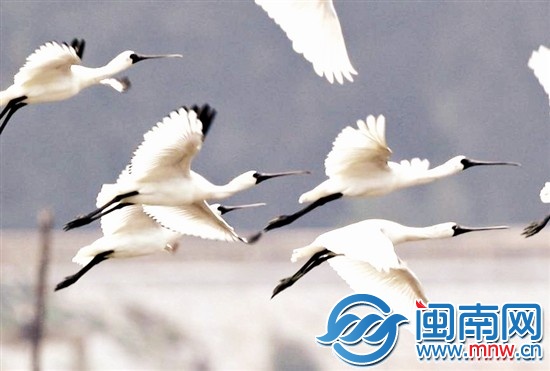 黑臉琵鷺是世界“極度瀕?！兵B(niǎo)類(lèi)之一