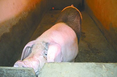 養(yǎng)豬戶惜售，生豬養(yǎng)得壯如牛