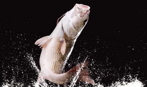 現(xiàn)場互動(dòng)見證凍魚復(fù)活的奇跡