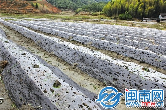 武夷山興田鎮(zhèn)虹橋村的煙田保溫膜，被冰雹砸成“馬蜂