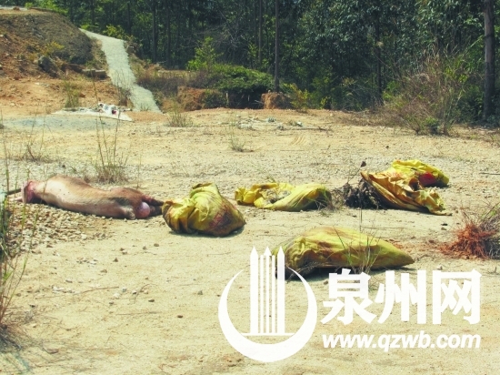 村民從樹叢中搬出幾只裝著死豬的編織袋