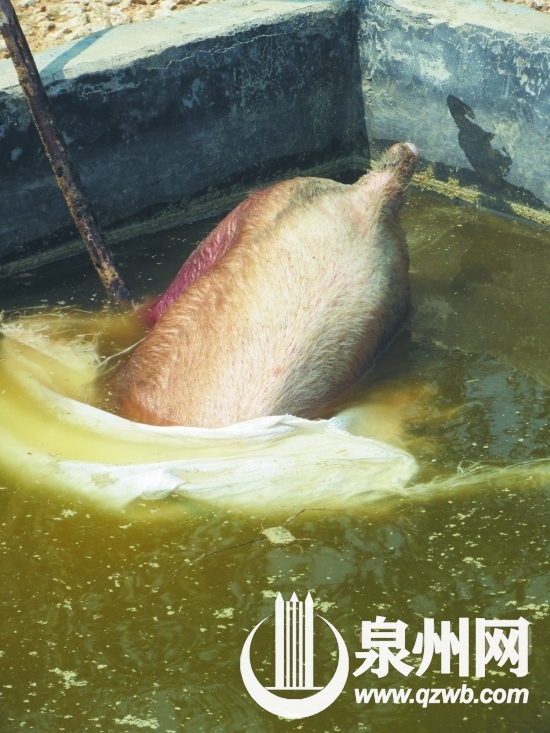 廢棄水泥窟里也有死豬