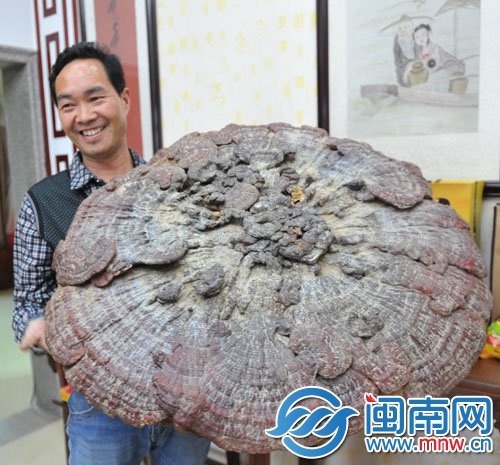 靈芝的直徑足有90多厘米