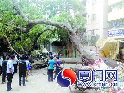 大榕樹轟然倒塌，暴露出生存環(huán)境的惡劣